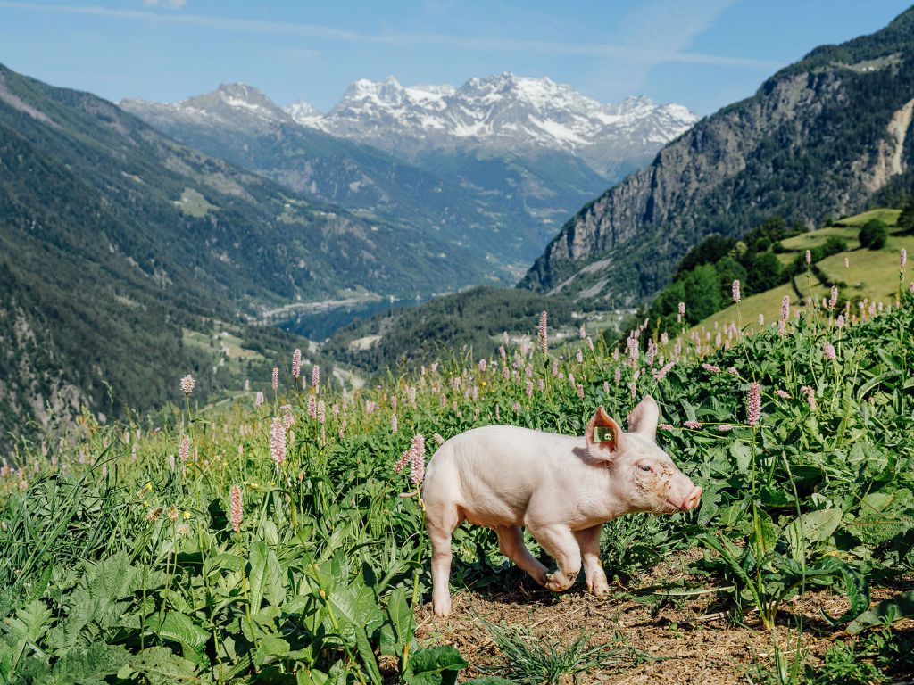 100% Valposchiavo