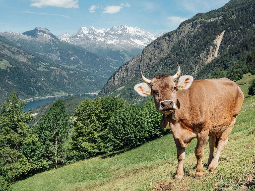 Offene Türen auf dem Hof Pedretti