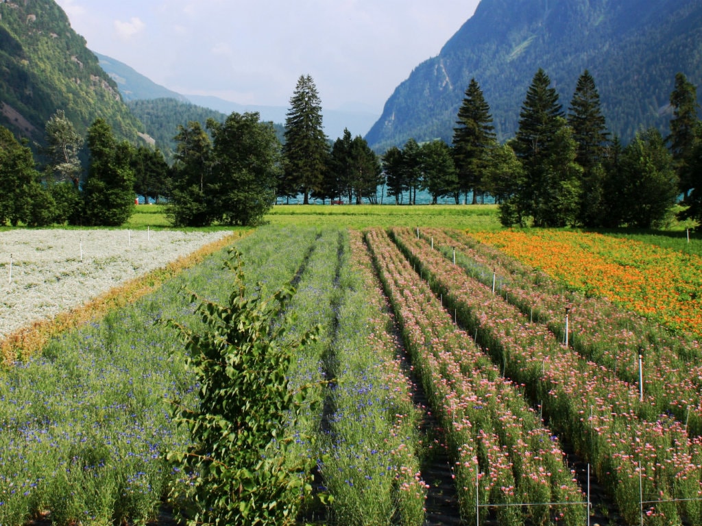 valposchiavo wirempfehlen quattrostagioni 14