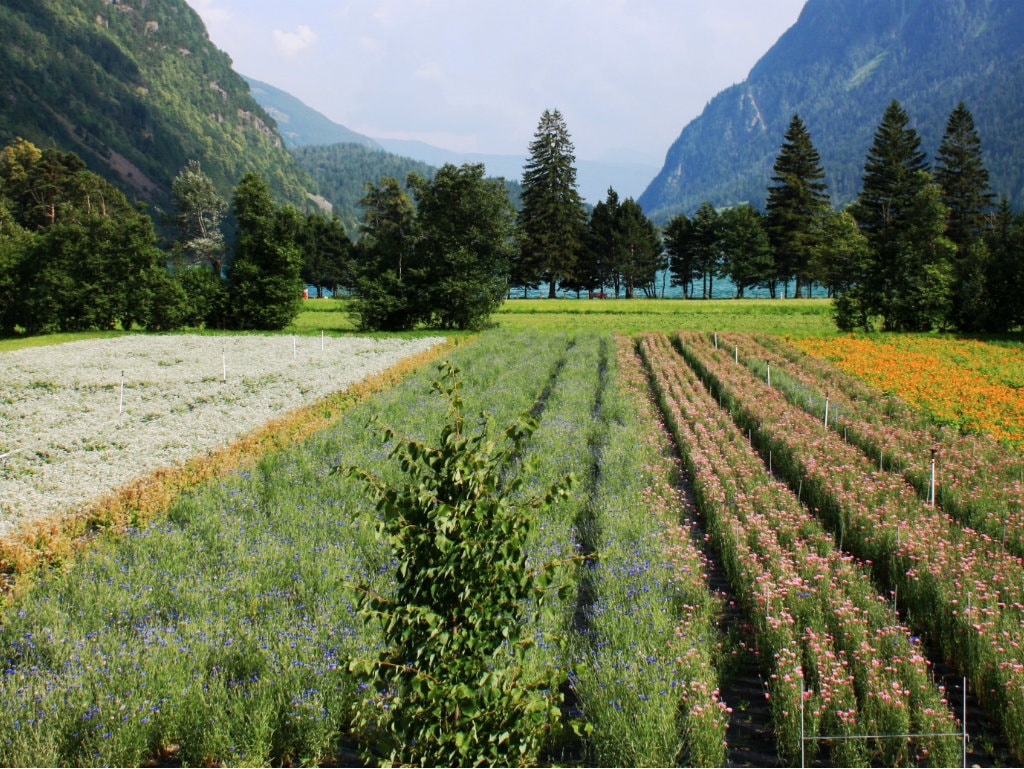 Poschiavo - Le Prese (Wanderweg entlang der Bergflanke)